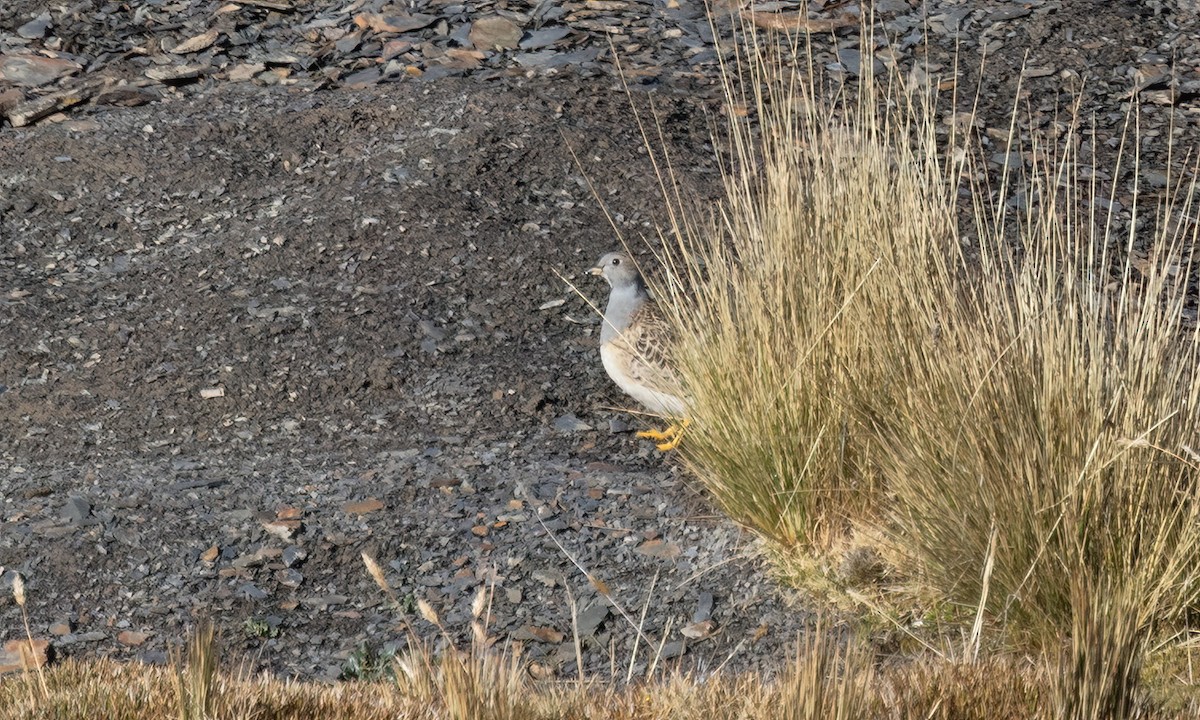 Gray-breasted Seedsnipe - ML643411245
