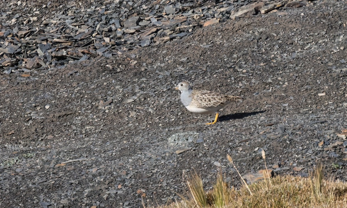 Gray-breasted Seedsnipe - ML643411246
