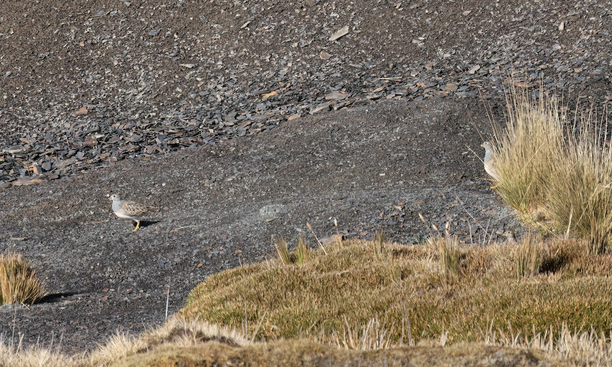 Gray-breasted Seedsnipe - ML643411247