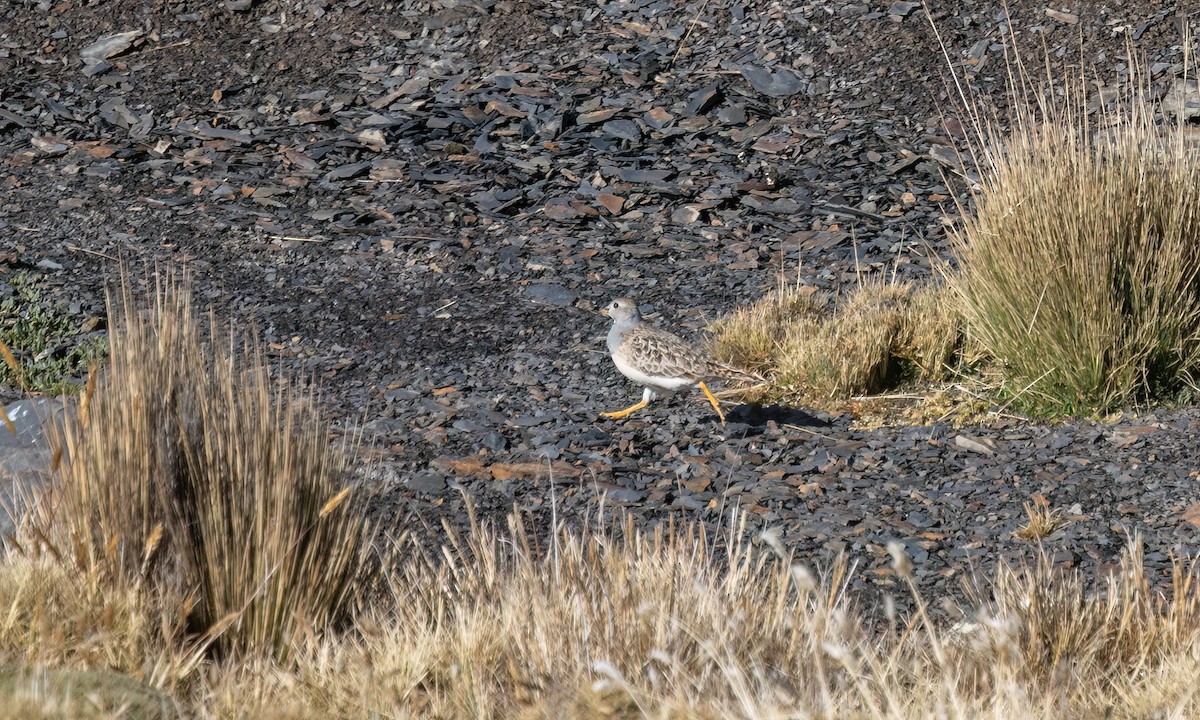 Gray-breasted Seedsnipe - ML643411248