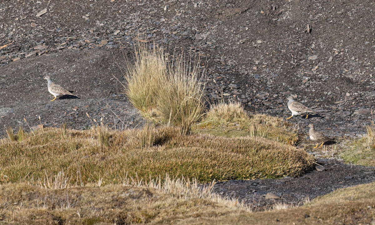 Gray-breasted Seedsnipe - ML643411249