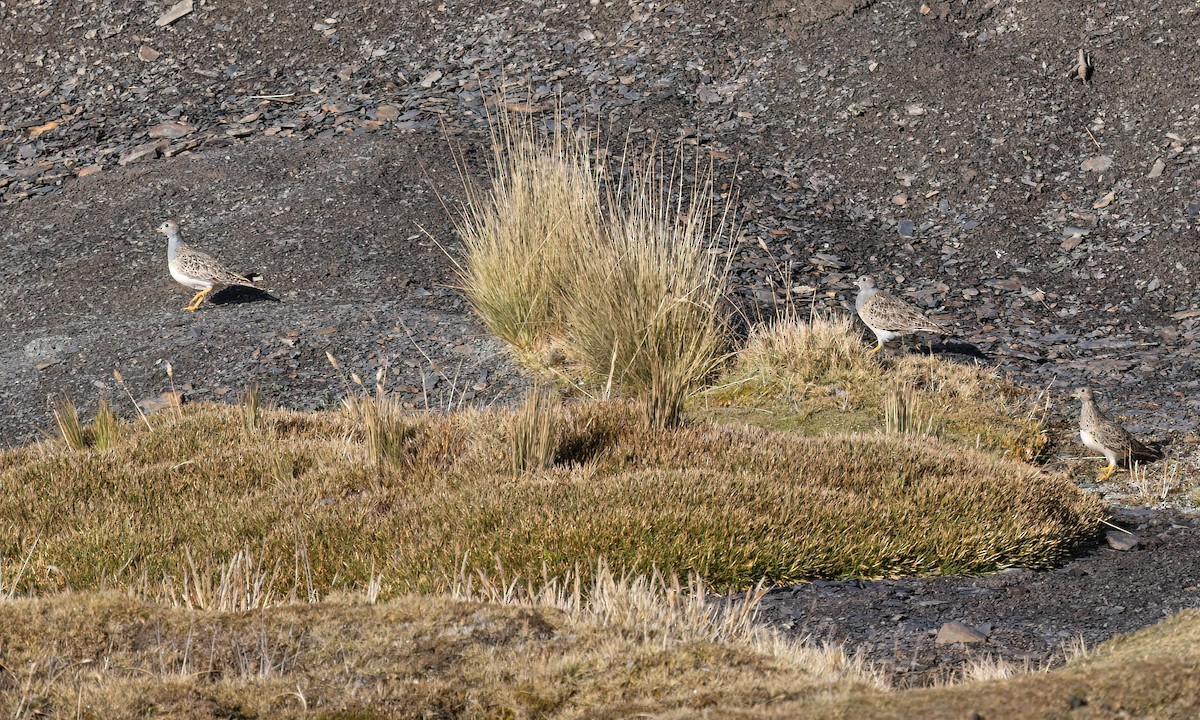 Gray-breasted Seedsnipe - ML643411250