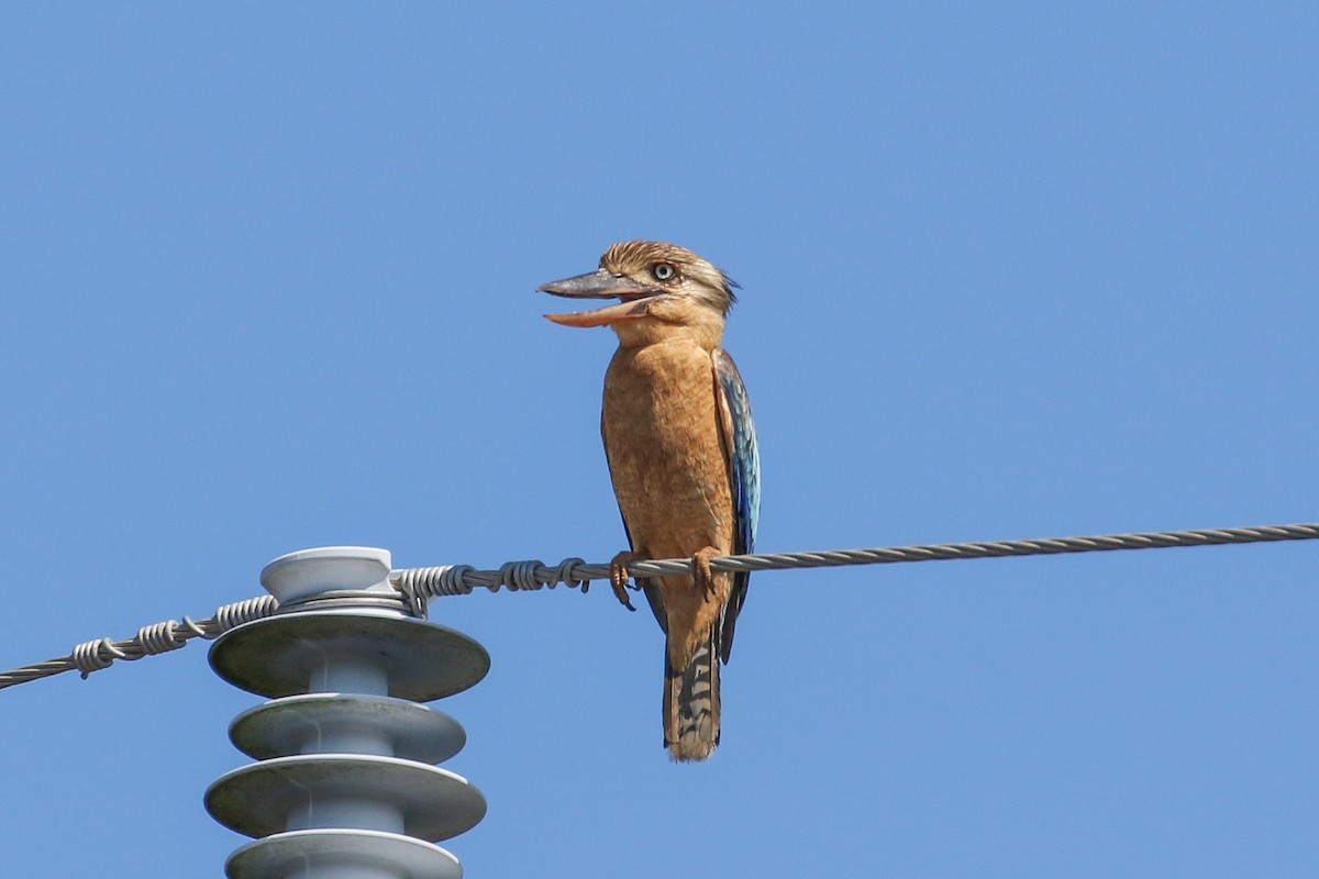 Blue-winged Kookaburra - ML643411254