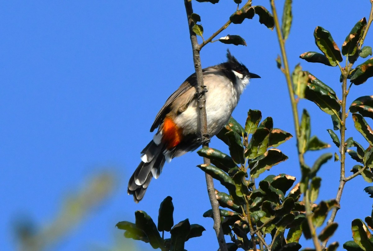 Red-whiskered Bulbul - ML643411260