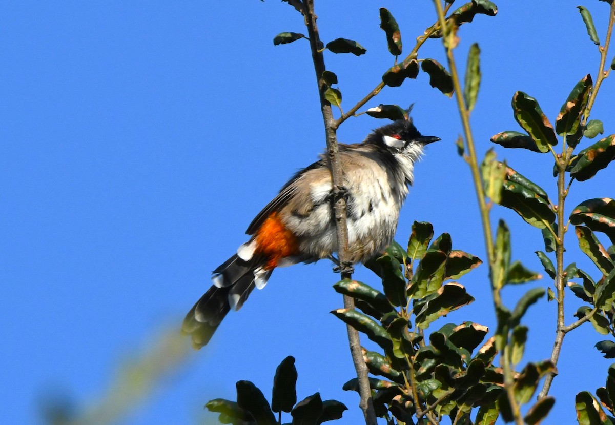 Red-whiskered Bulbul - ML643411261