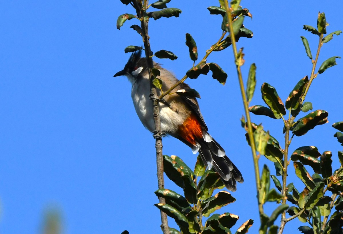 Red-whiskered Bulbul - ML643411268
