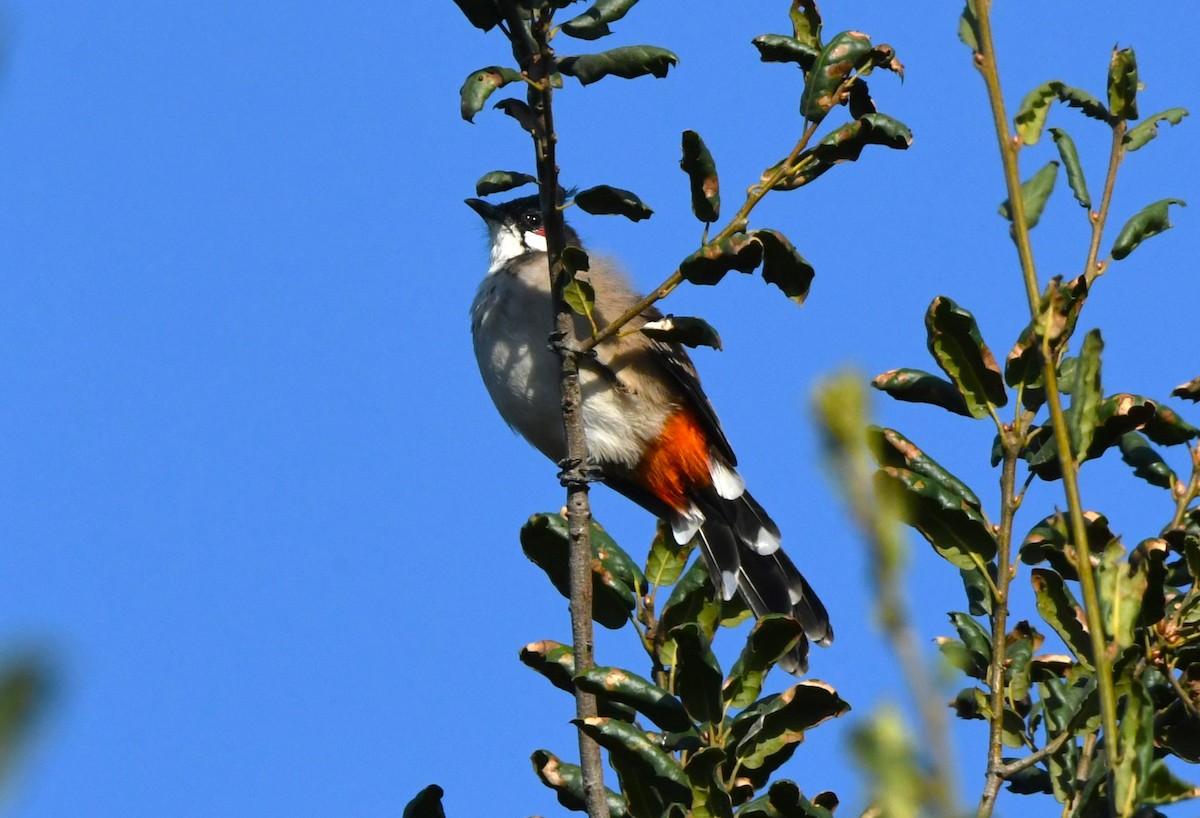 Red-whiskered Bulbul - ML643411269