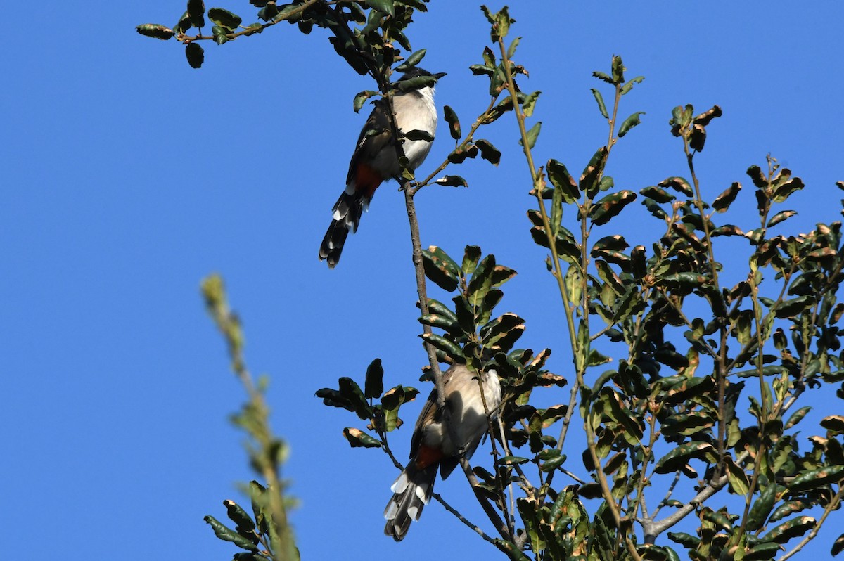 Red-whiskered Bulbul - ML643411274