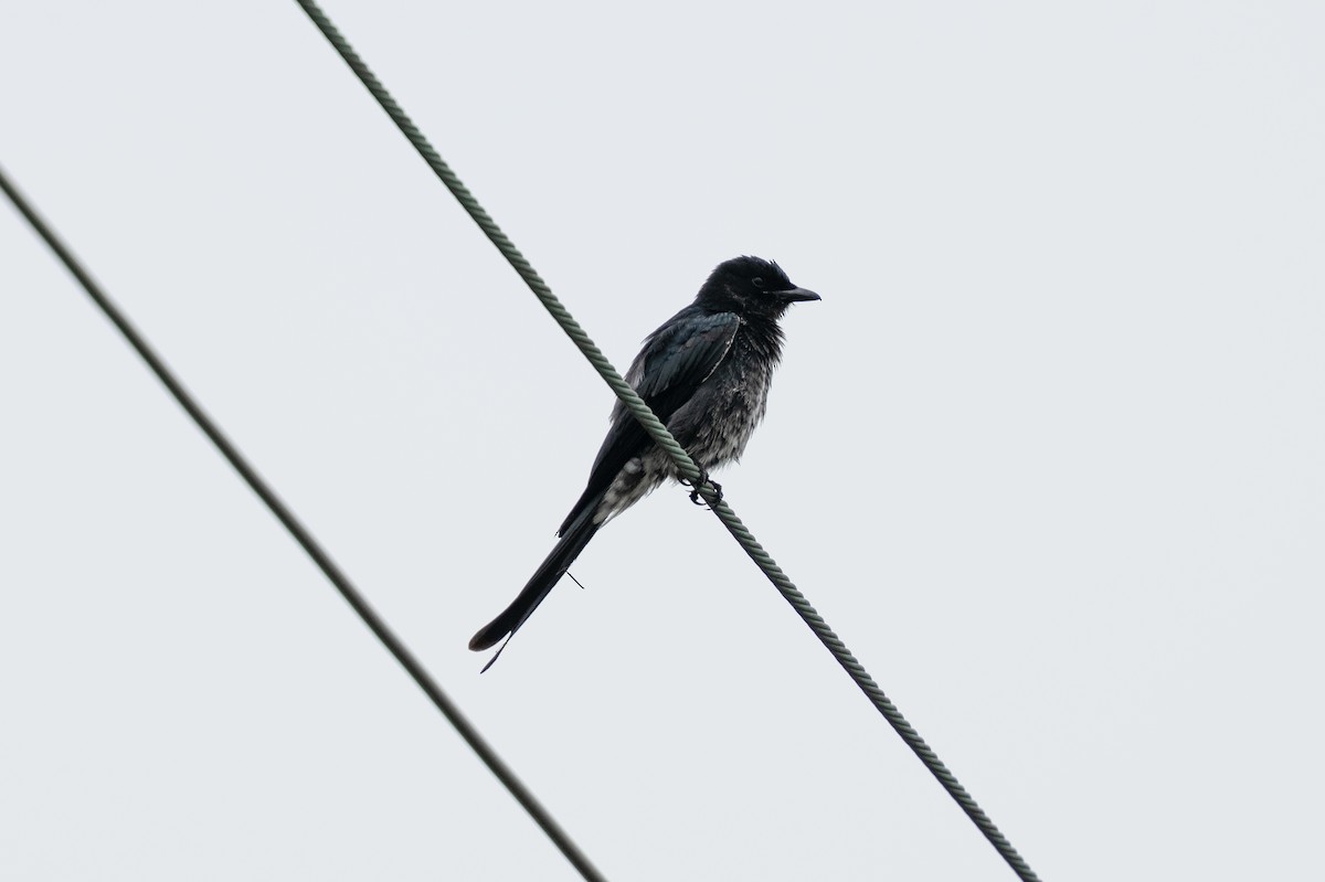 Black Drongo - ML643411278
