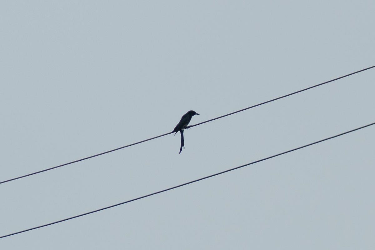 Black Drongo - ML643411297