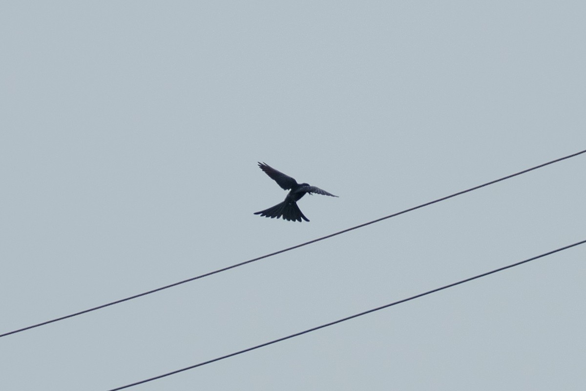Black Drongo - ML643411299