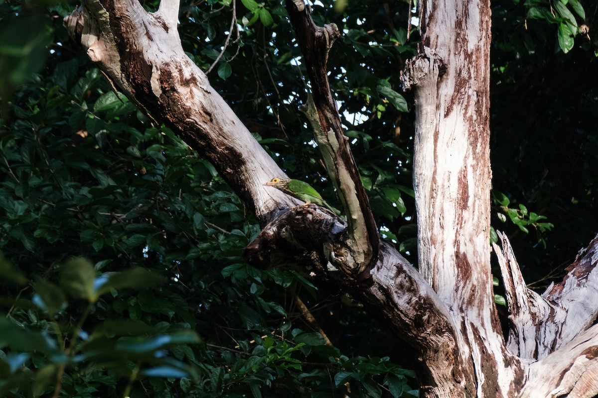 Lineated Barbet - ML643411307