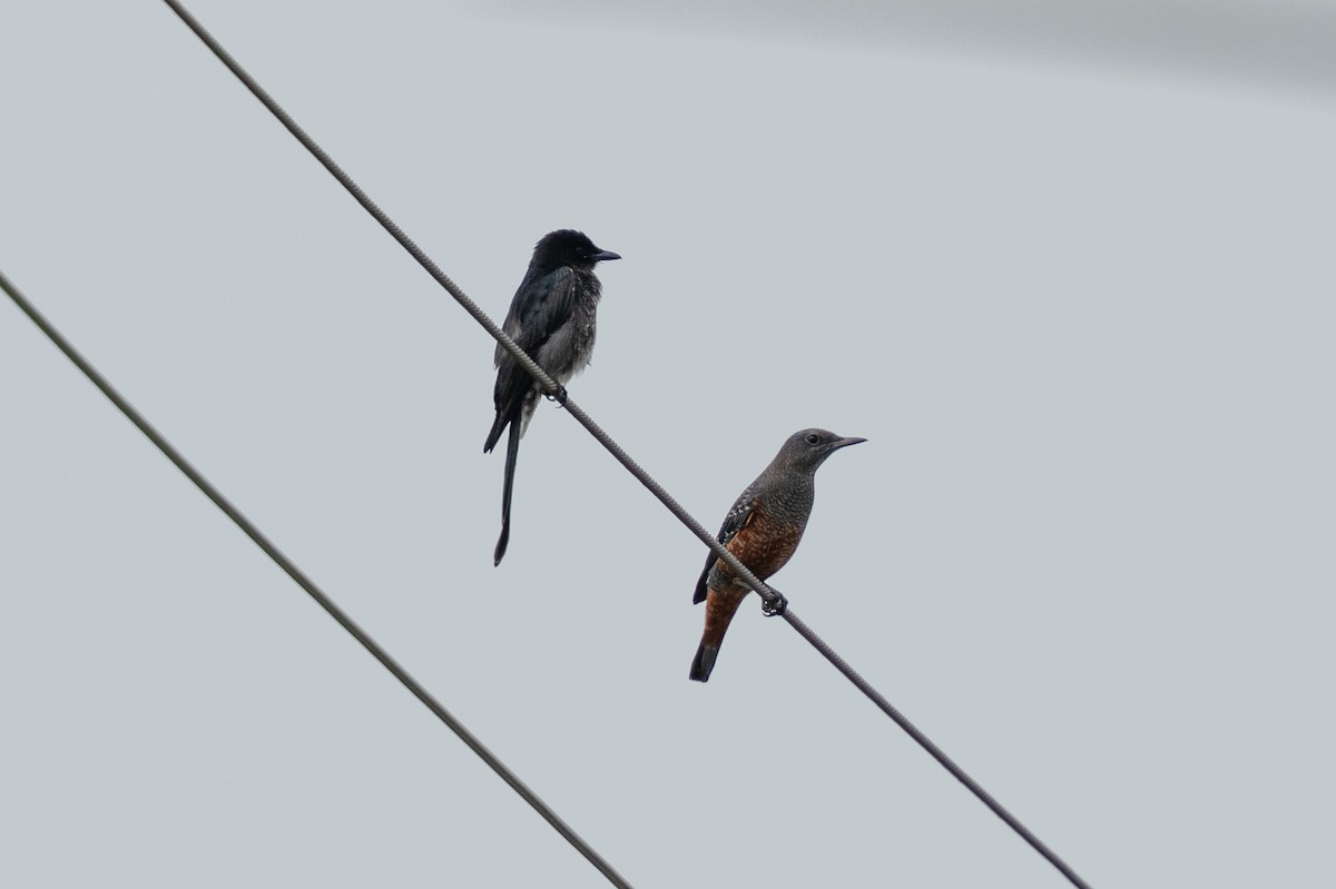 Black Drongo - ML643411309