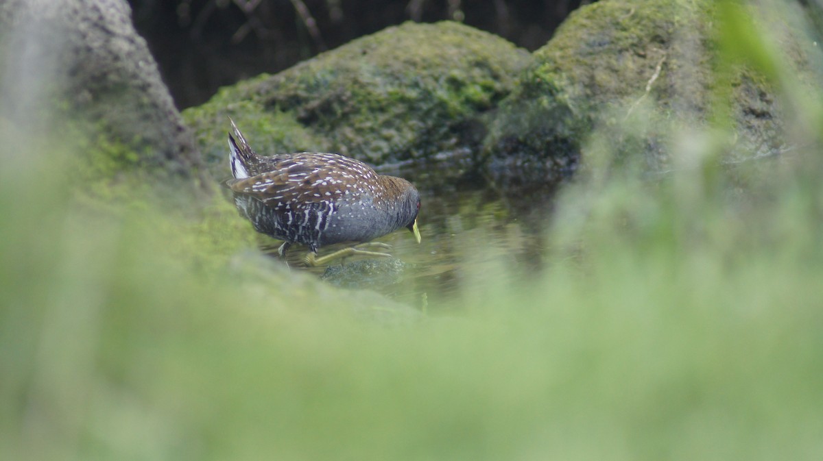 Australian Crake - ML643411312