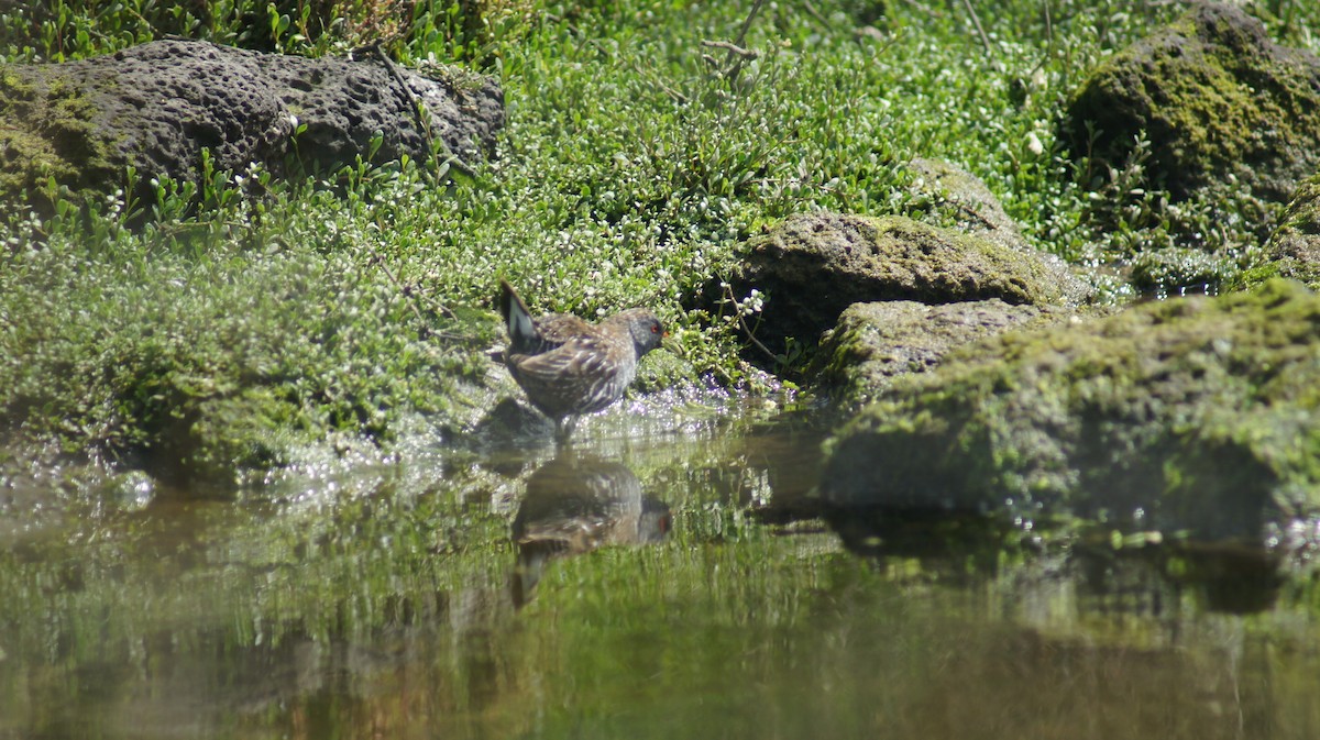 Australian Crake - ML643411318