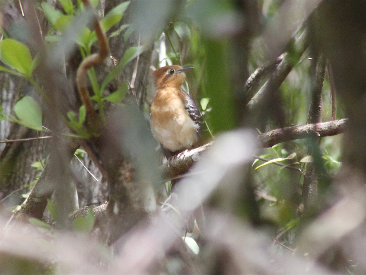 Tavus Guguğu - ML643411336