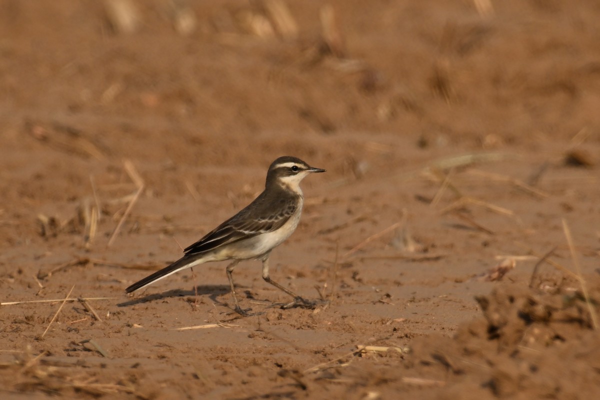 konipas východní (ssp. taivana) - ML643411338
