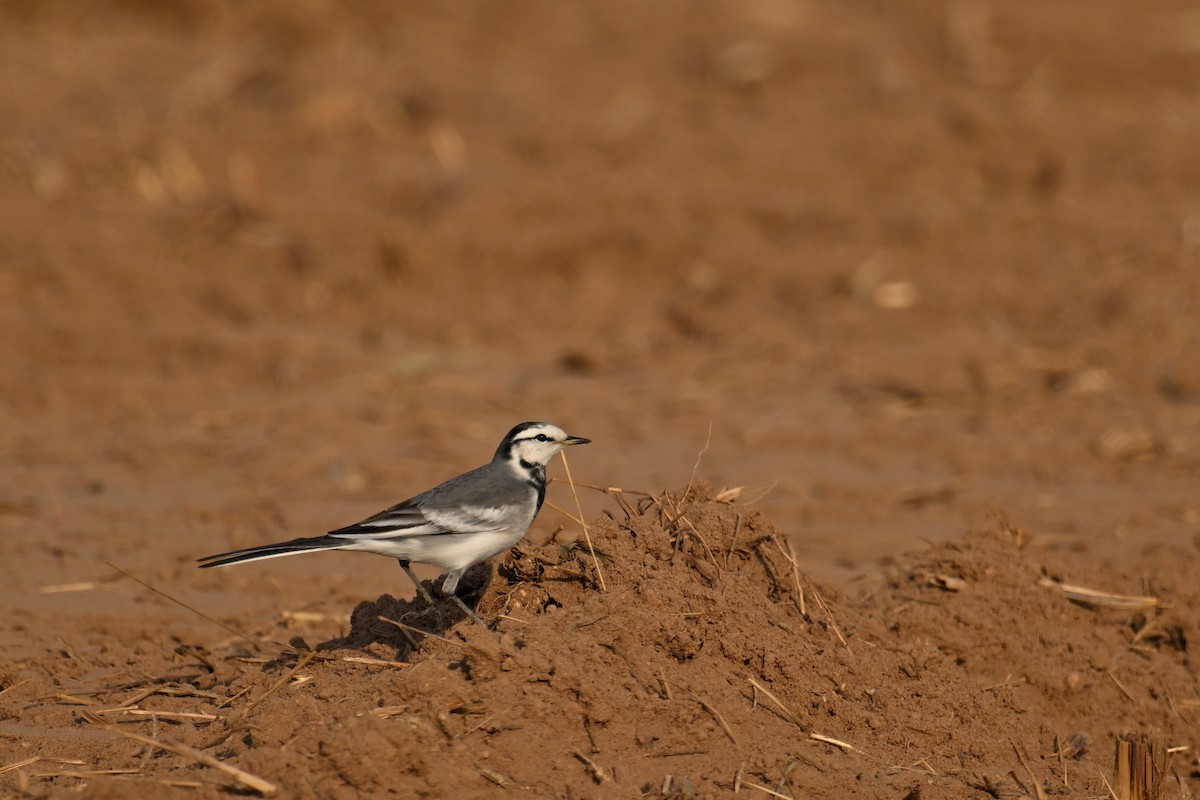 konipas bílý (ssp. ocularis) - ML643411339