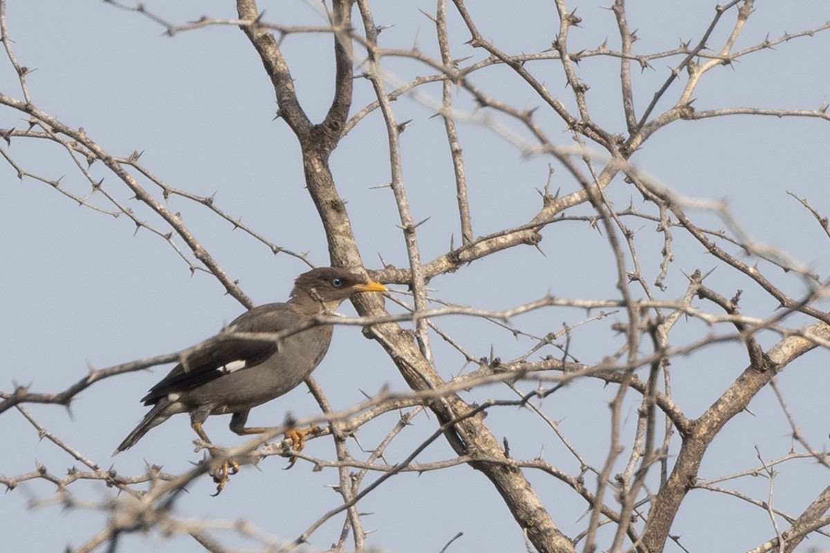 Jungle Myna - ML643411348
