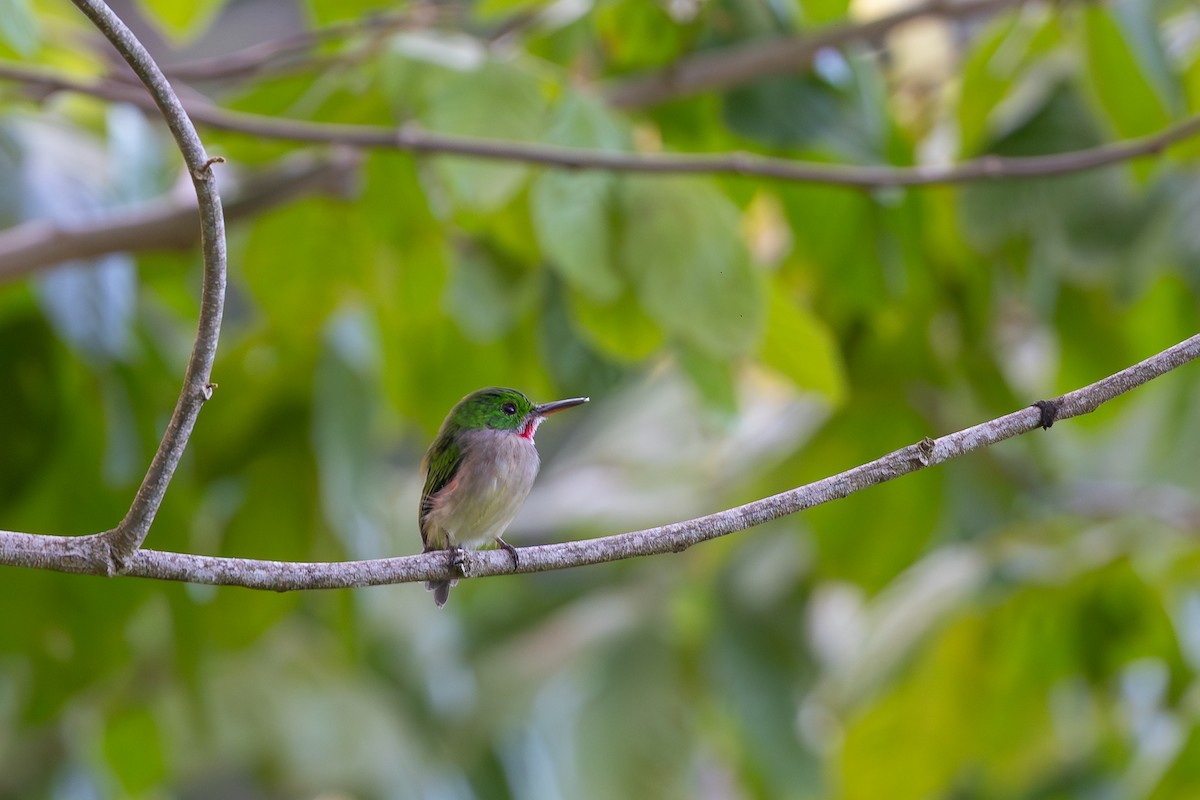 Broad-billed Tody - ML643411351