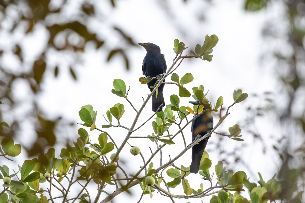 White-necked Crow - ML643411352