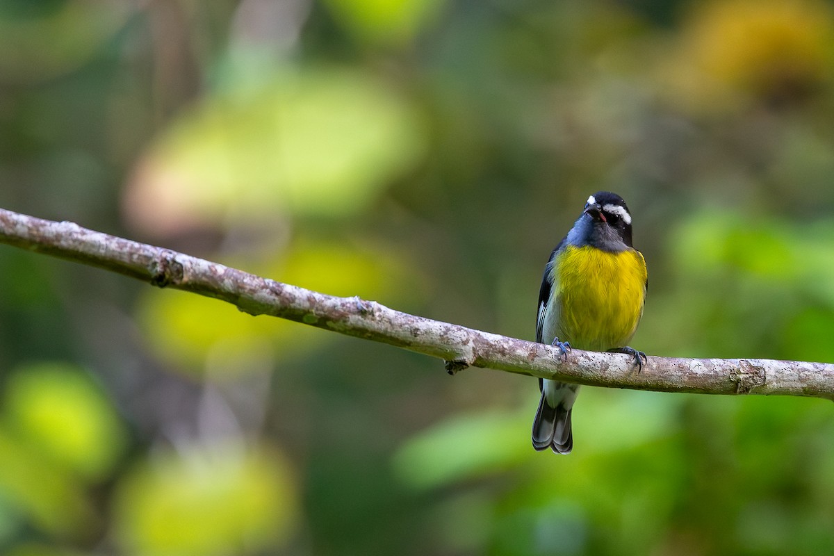 Bananaquit - ML643411377
