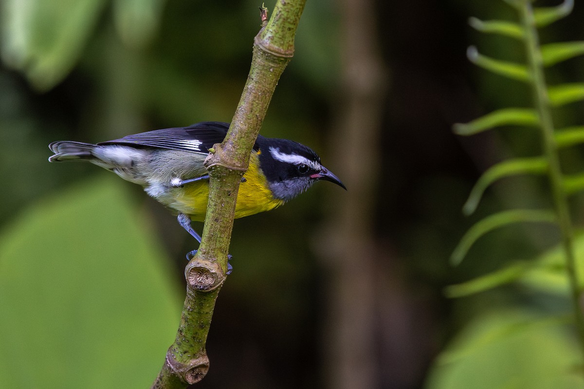 Bananaquit - ML643411378