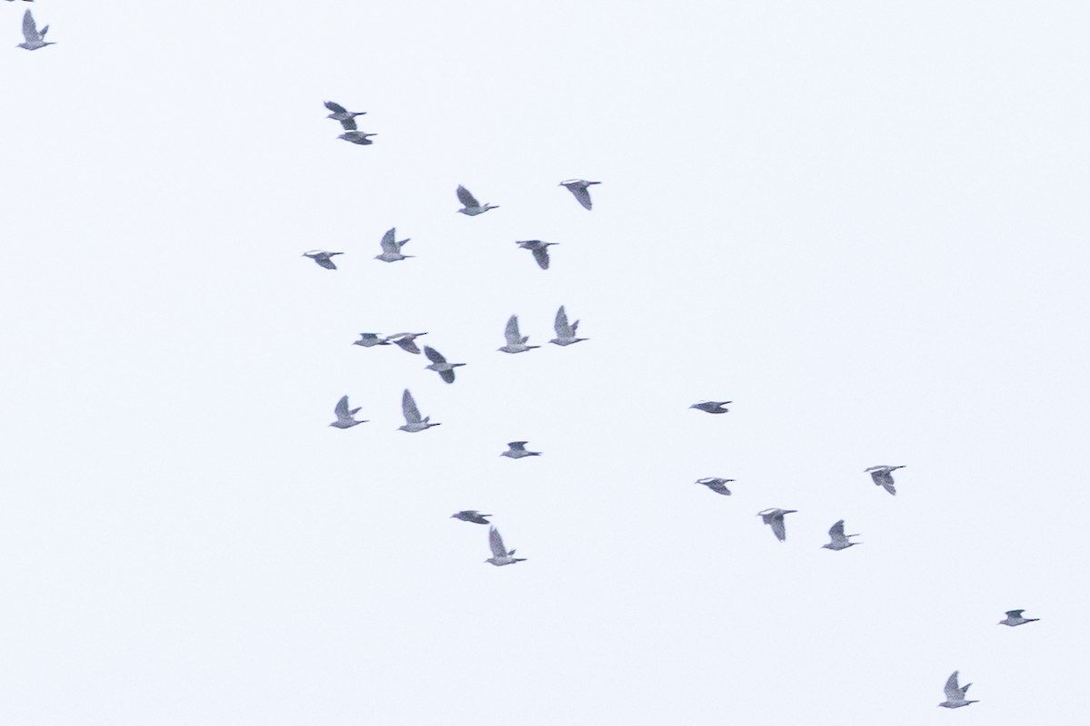White-winged Dove - ML643411384
