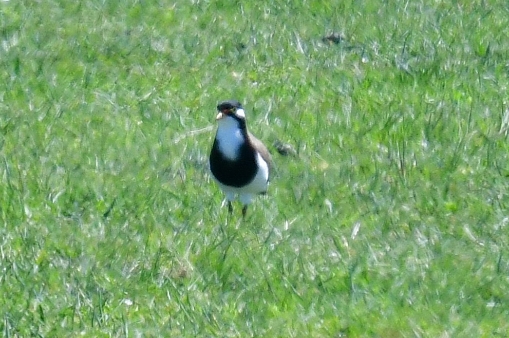 Banded Lapwing - ML643411385