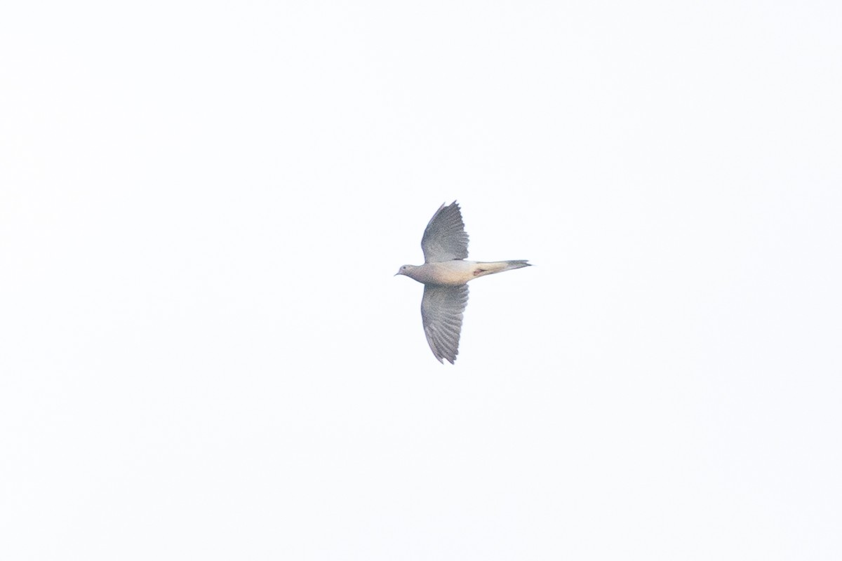 Plain Pigeon - ML643411386
