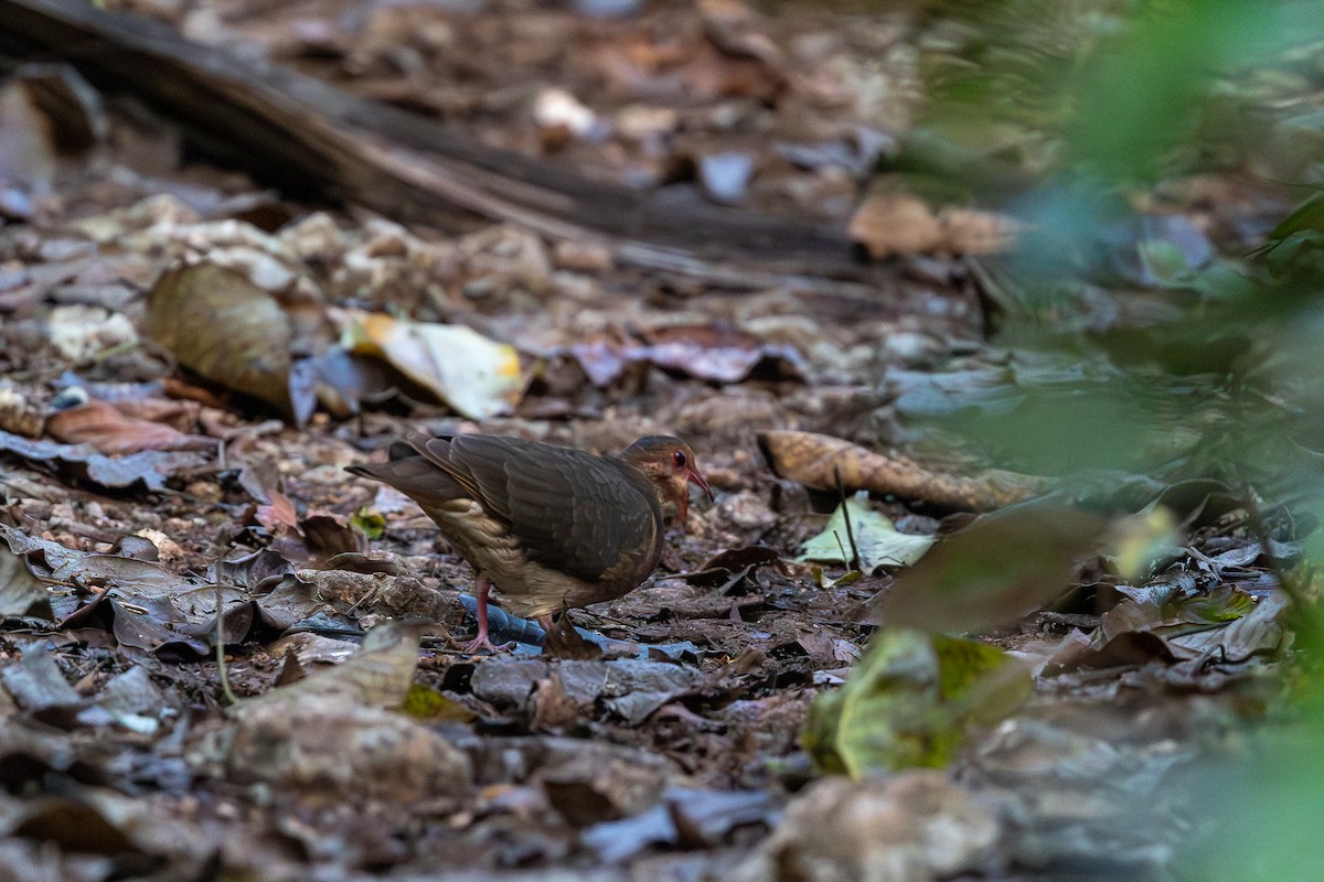 Ruddy Quail-Dove - ML643411388