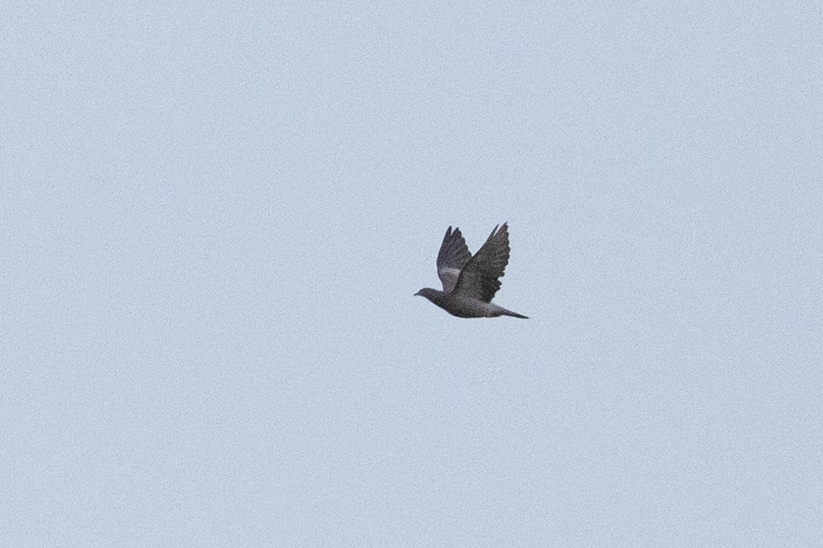 Plain Pigeon - ML643411392