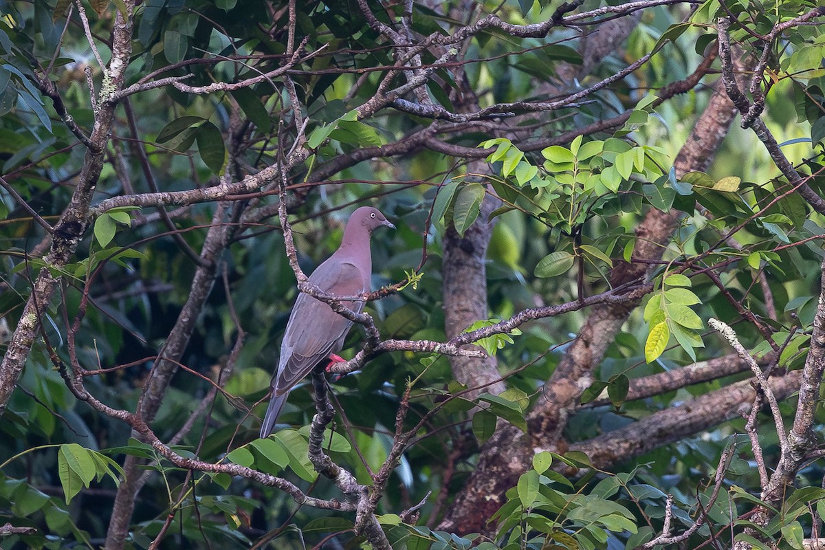 Plain Pigeon - ML643411393
