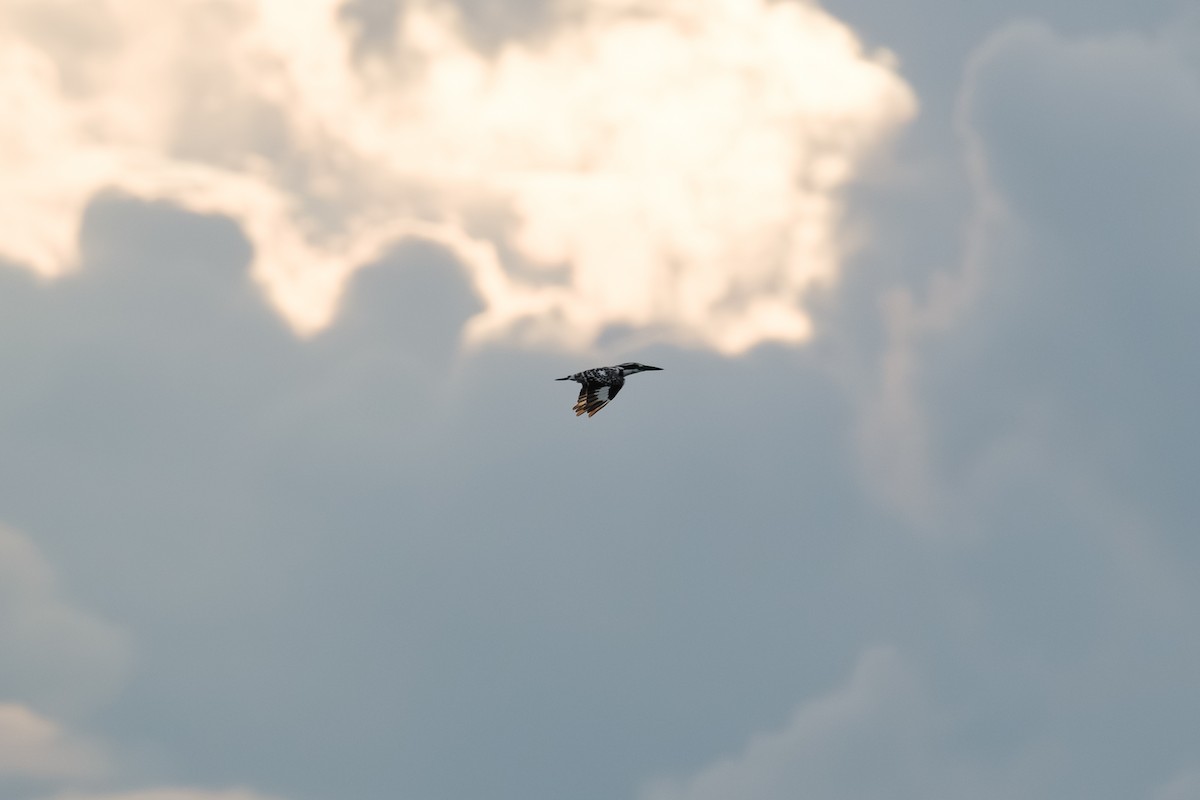 Pied Kingfisher - ML643411395