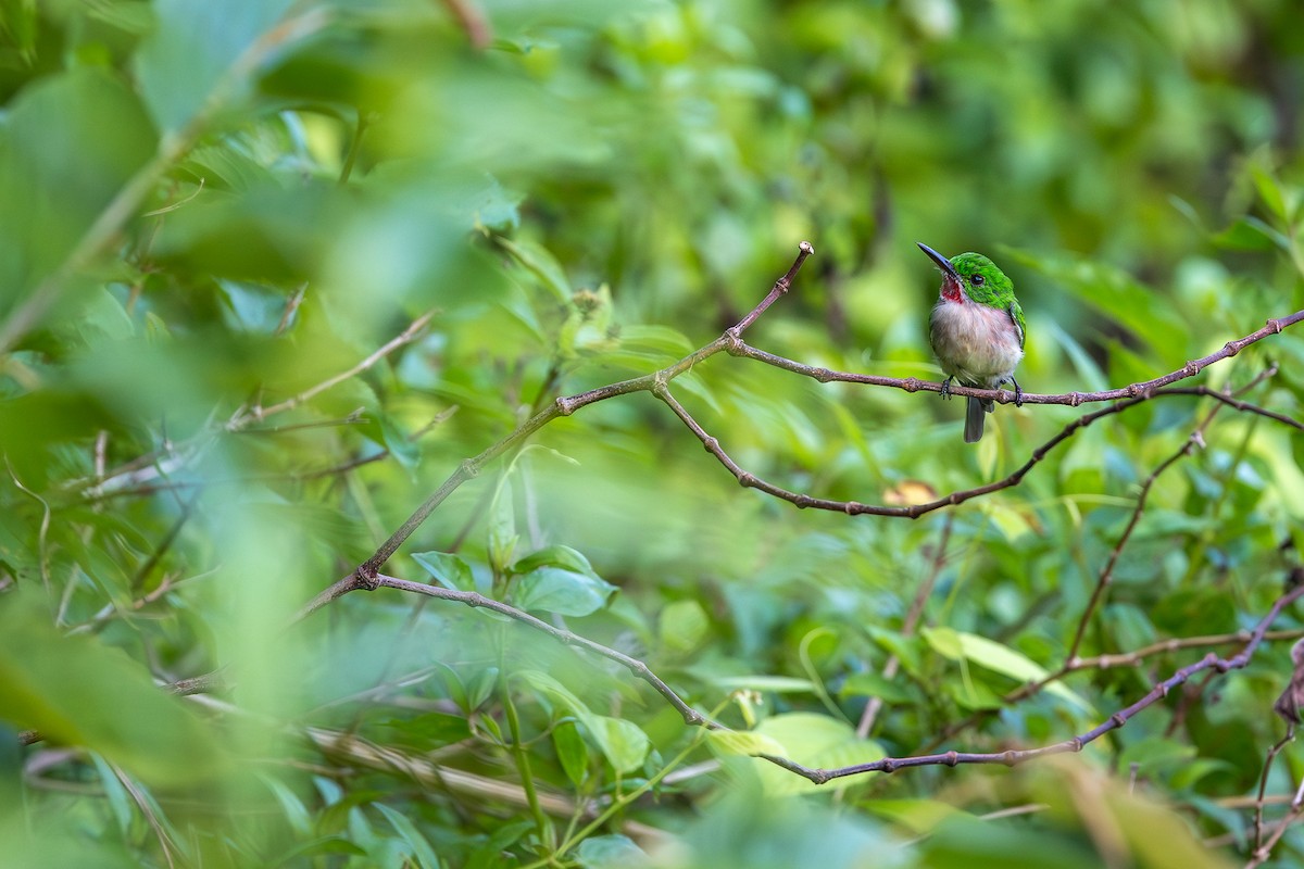 Broad-billed Tody - ML643411400