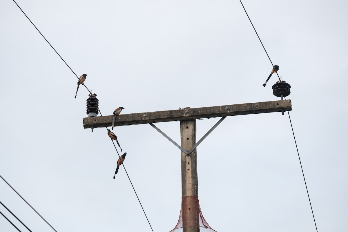 Rufous Treepie - ML643411401