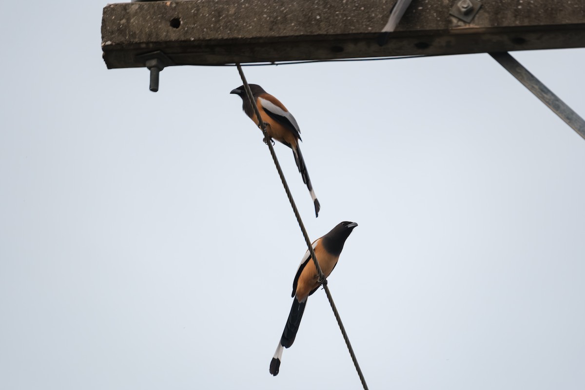 Rufous Treepie - ML643411402