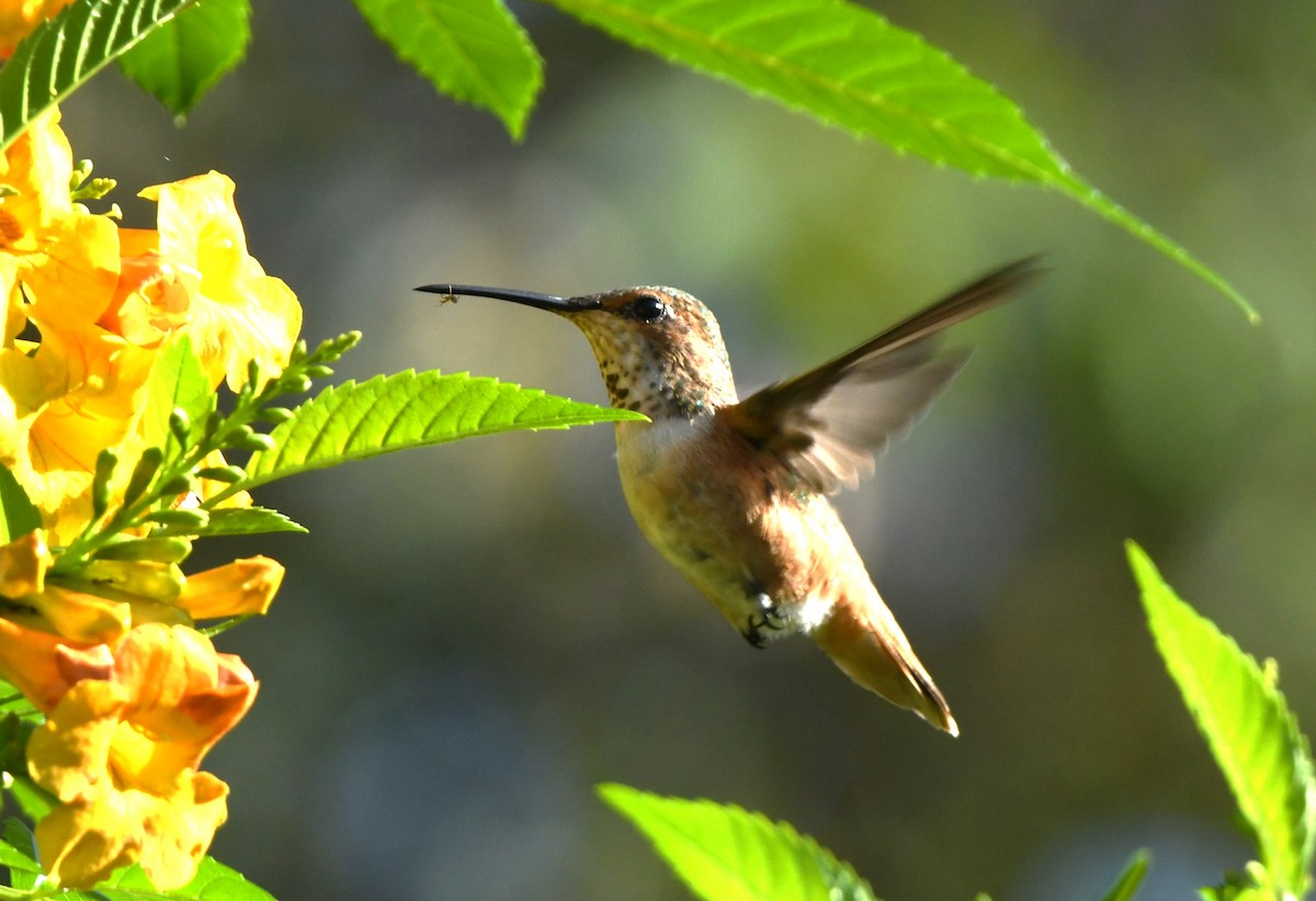 Allen's Hummingbird - ML643411405