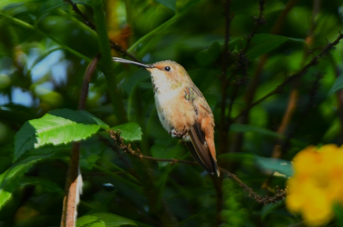 Allen's Hummingbird - ML643411406