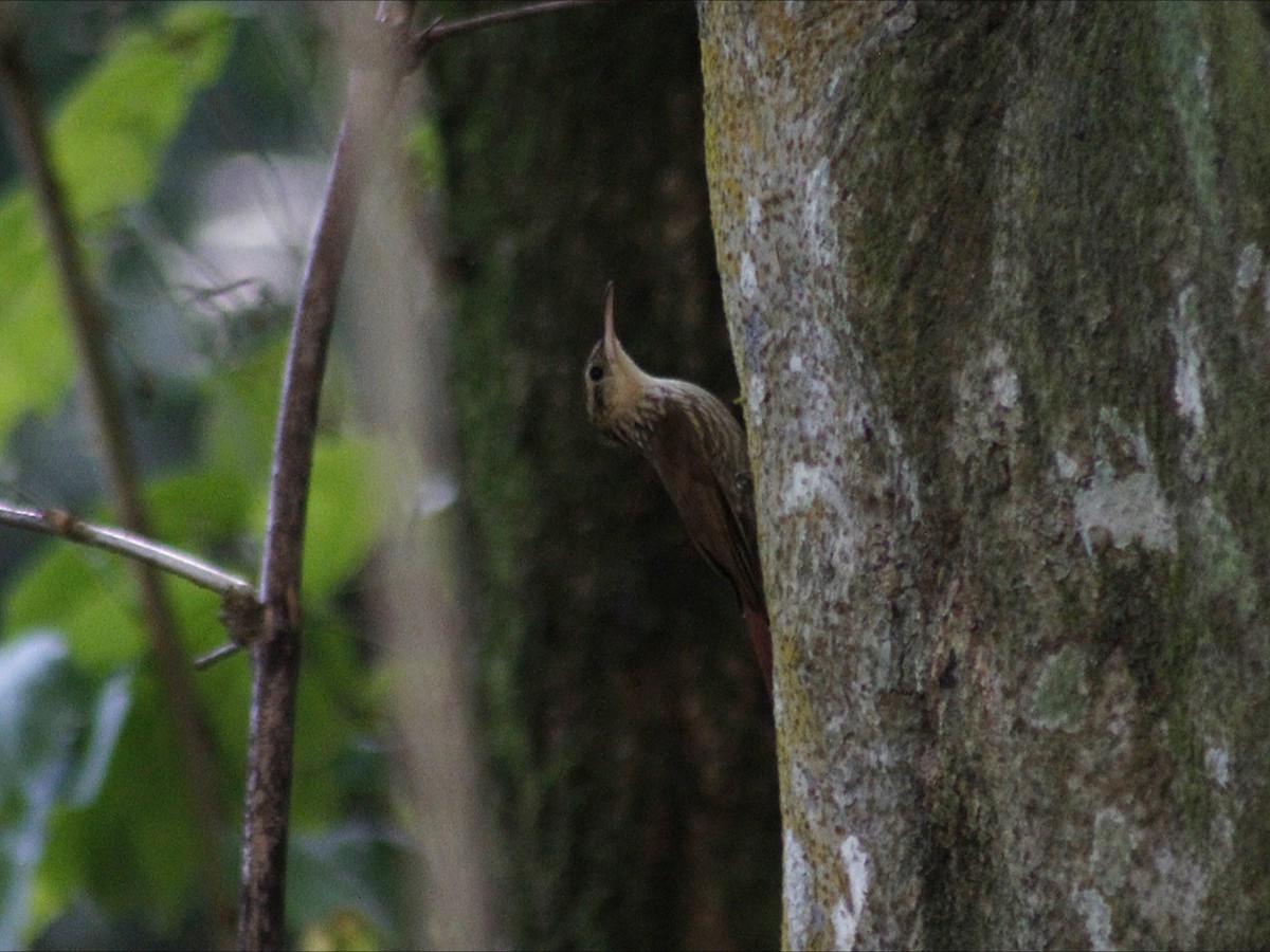 Lesser Woodcreeper - ML643411429