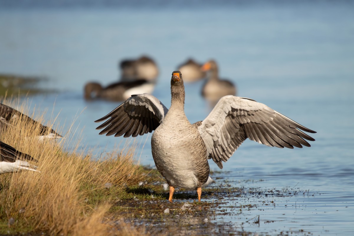 Graylag Goose - ML643411442