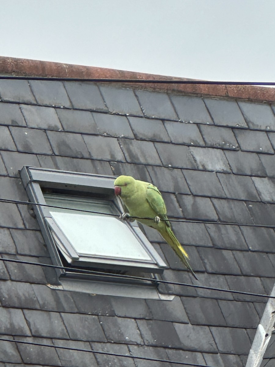 Rose-ringed Parakeet - ML643411452