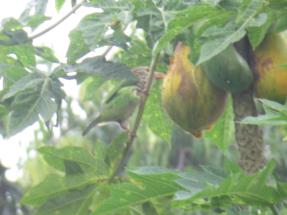 Lineated Barbet - ML643411459