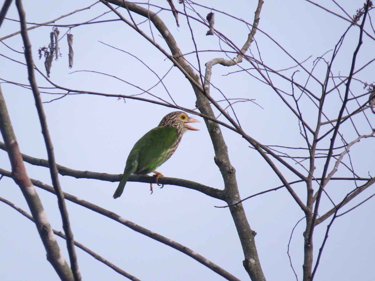 Lineated Barbet - ML643411460