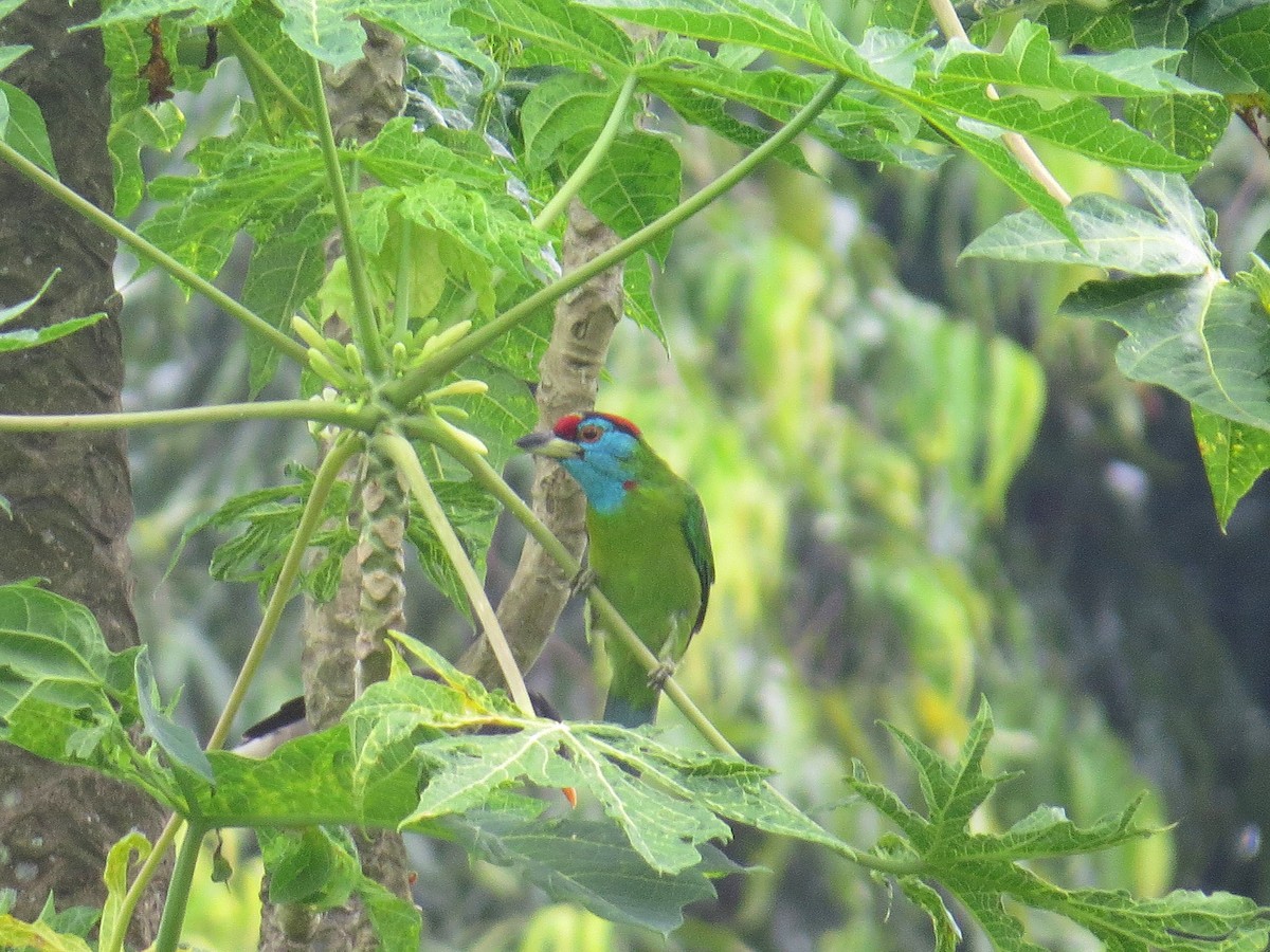 Blue-throated Barbet - ML643411461