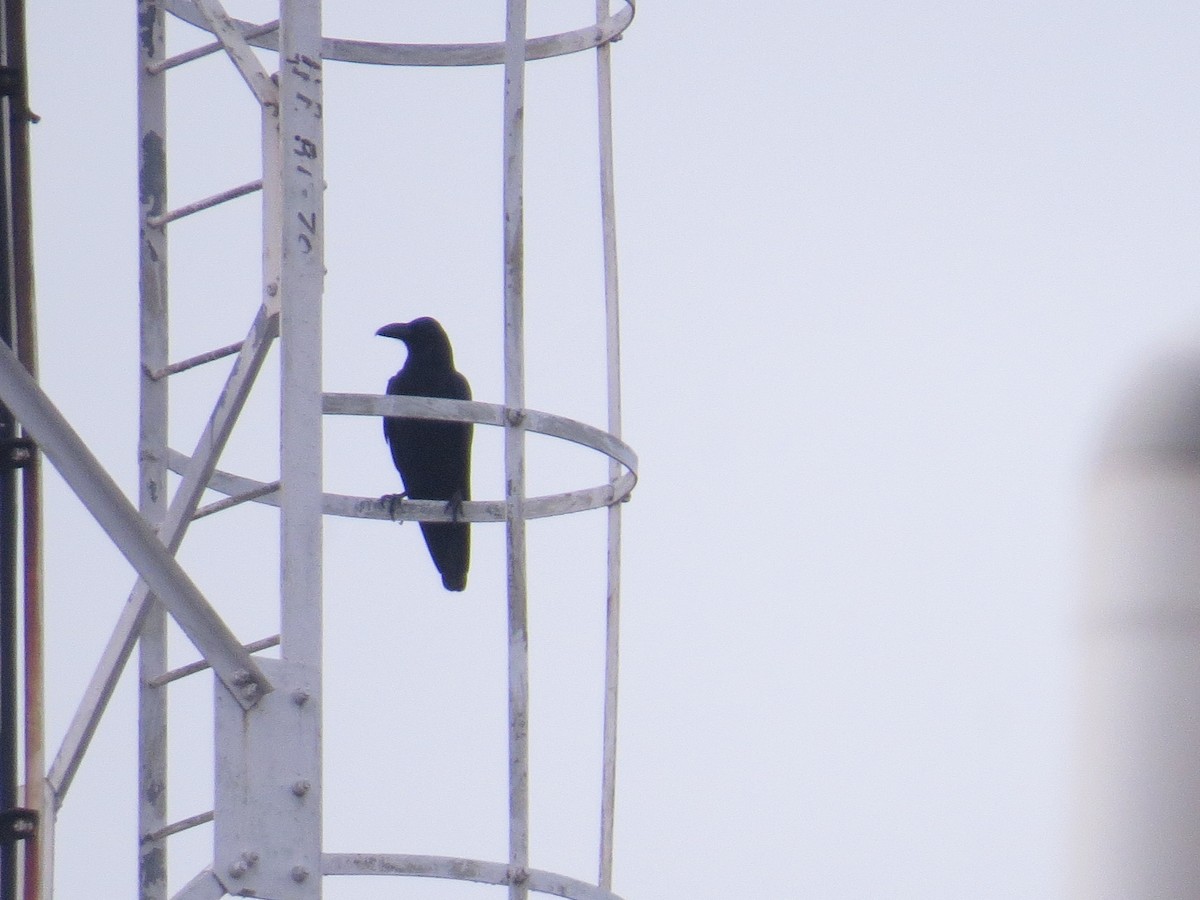 Large-billed Crow - ML643411464