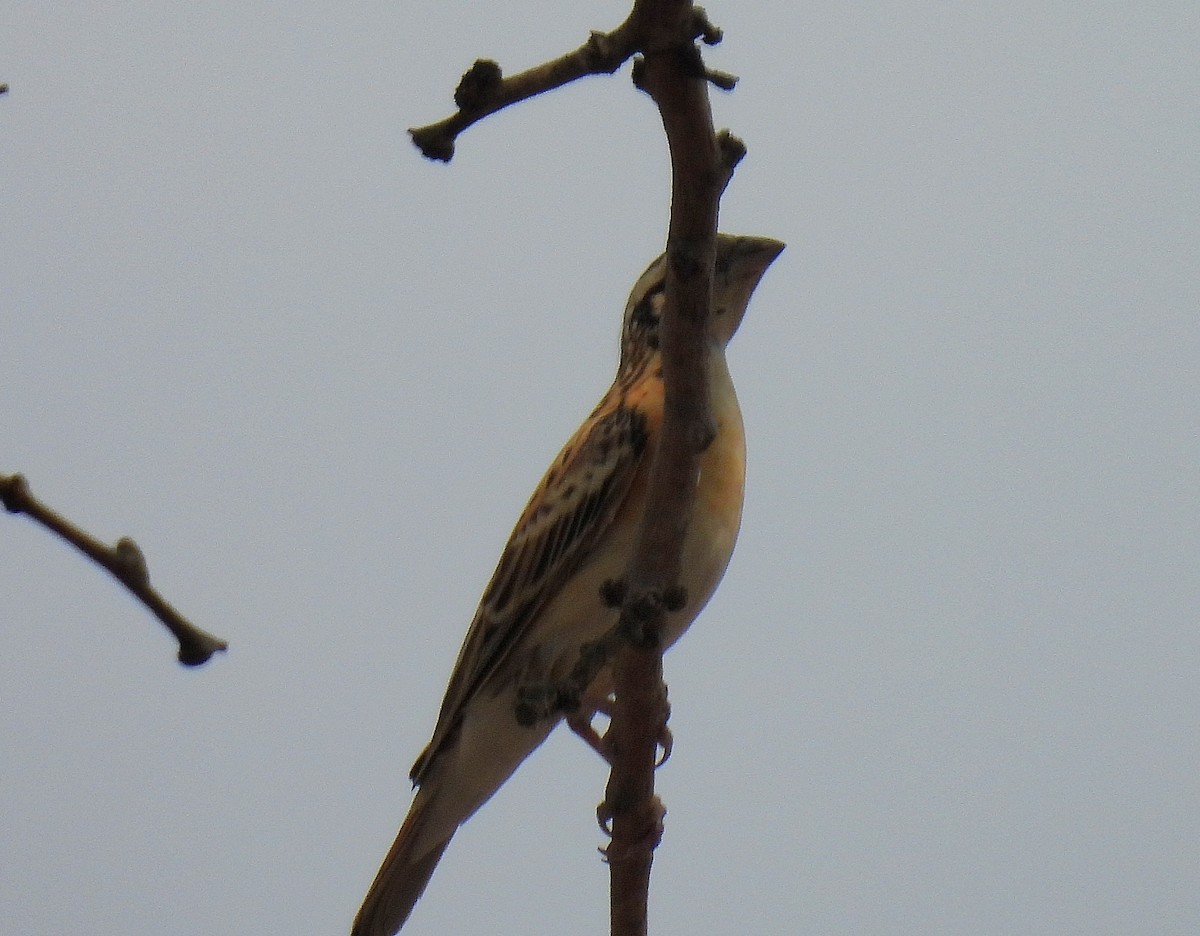 Eastern Paradise-Whydah - ML643411469