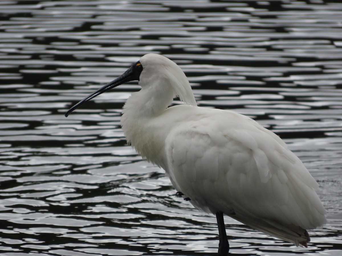 kongeskjestork - ML643411471
