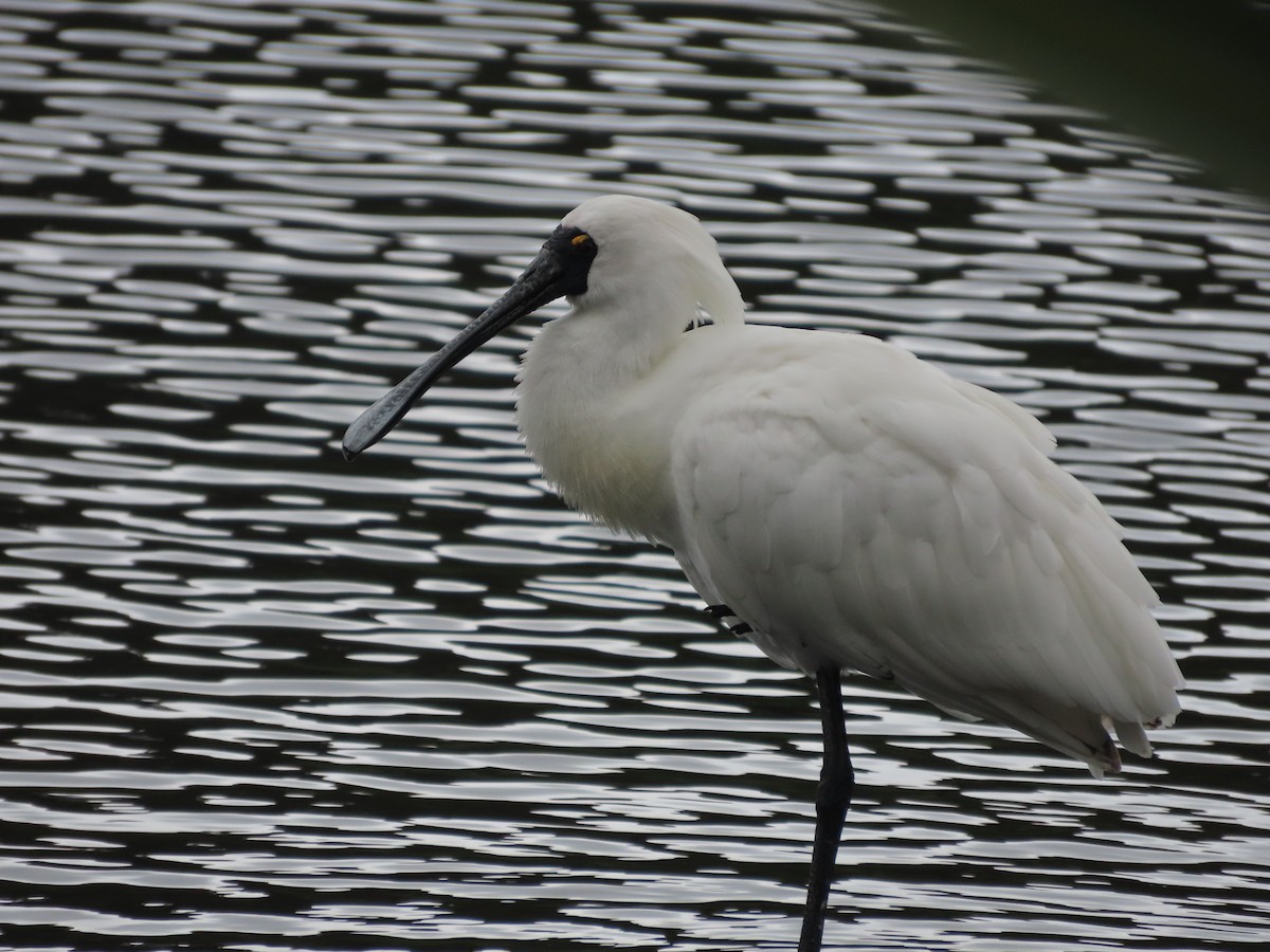 kongeskjestork - ML643411472