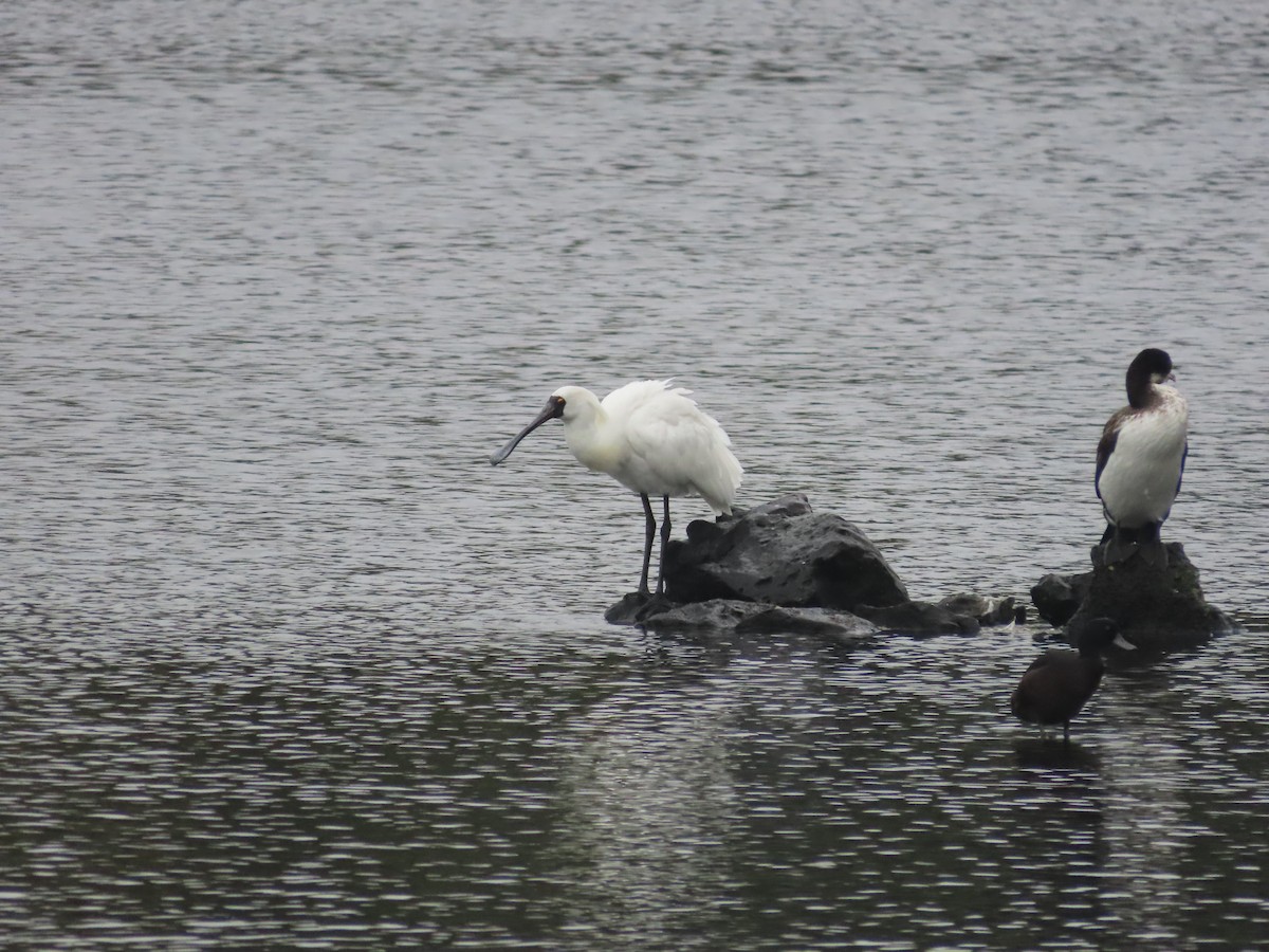kongeskjestork - ML643411473